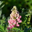 Lupina mnoholistá 'Camelot mix' - Lupinus polyphyllus 'Camelot mix'