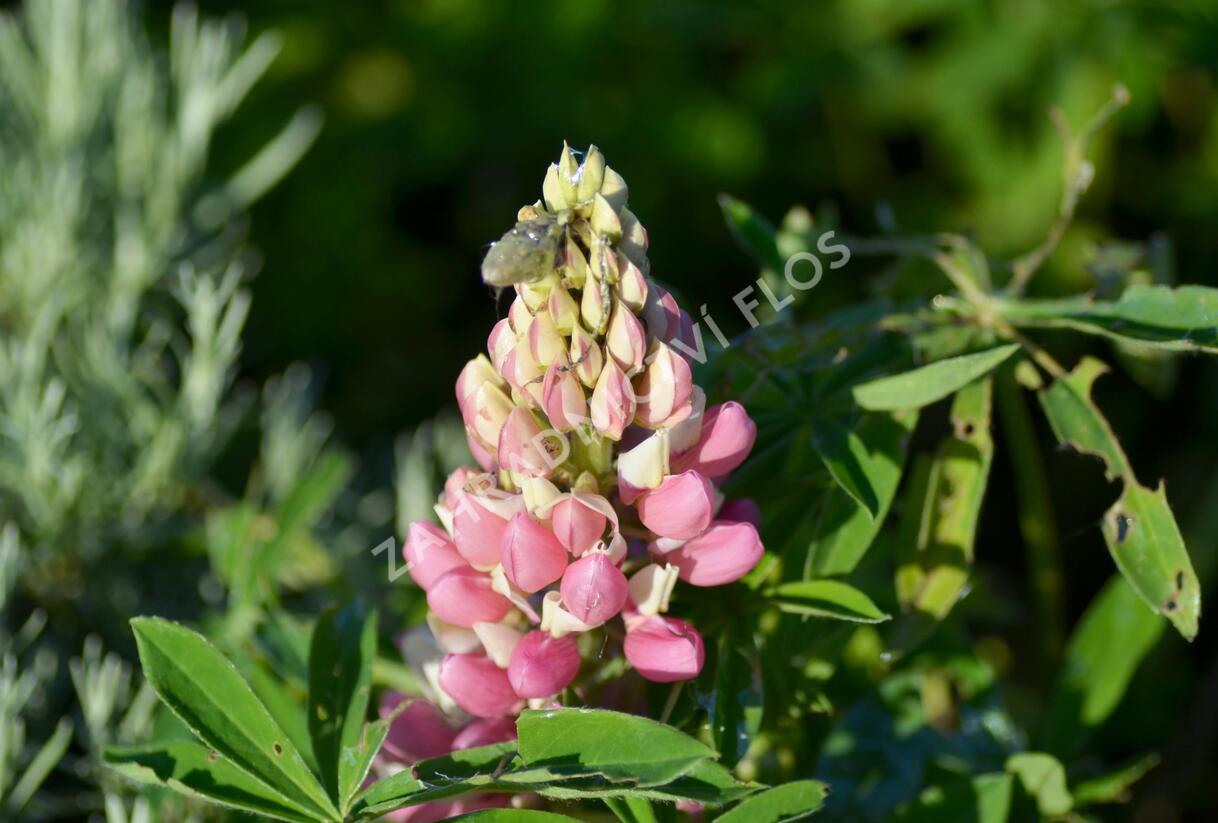 Lupina mnoholistá 'Camelot mix' - Lupinus polyphyllus 'Camelot mix'