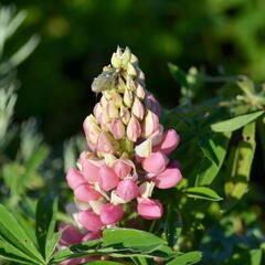 Lupina mnoholistá 'Camelot mix' - Lupinus polyphyllus 'Camelot mix'