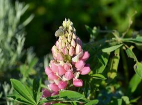 Lupina mnoholistá 'Camelot mix' - Lupinus polyphyllus 'Camelot mix'