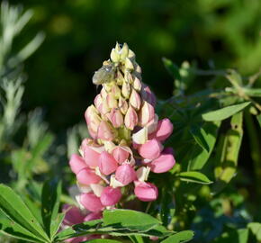 Lupina mnoholistá 'Camelot mix' - Lupinus polyphyllus 'Camelot mix'