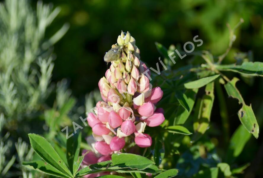 Lupina mnoholistá 'Camelot mix' - Lupinus polyphyllus 'Camelot mix'