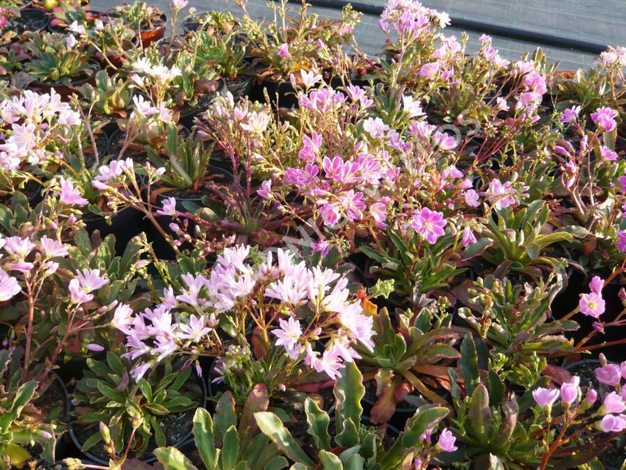 Levisie 'Pastel Mix' - Lewisia x cotyledon 'Pastel Mix'
