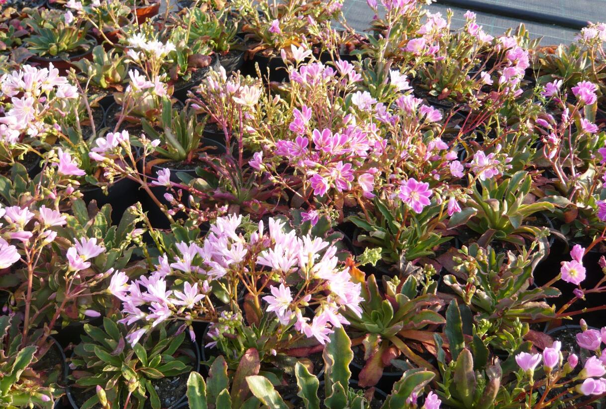 Levisie 'Pastel Mix' - Lewisia x cotyledon 'Pastel Mix'