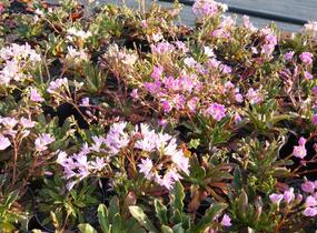 Levisie 'Pastel Mix' - Lewisia x cotyledon 'Pastel Mix'