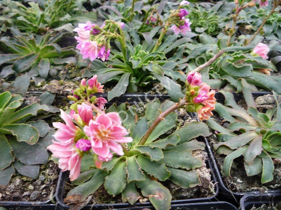 Levisie 'Pastel Mix' - Lewisia x cotyledon 'Pastel Mix'