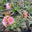 Levisie 'Pastel Mix' - Lewisia x cotyledon 'Pastel Mix'