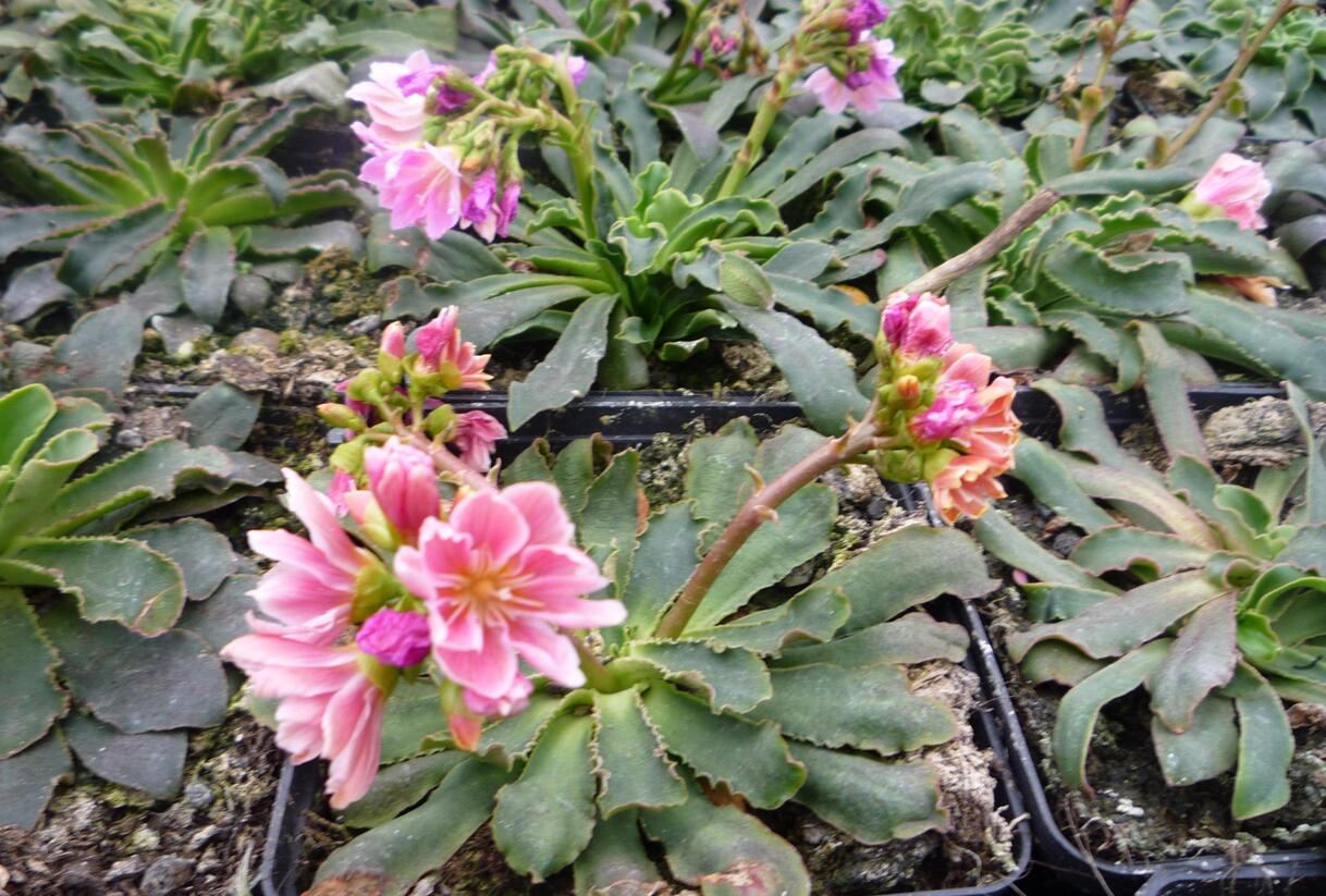 Levisie 'Pastel Mix' - Lewisia x cotyledon 'Pastel Mix'