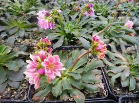 Levisie 'Pastel Mix' - Lewisia x cotyledon 'Pastel Mix'