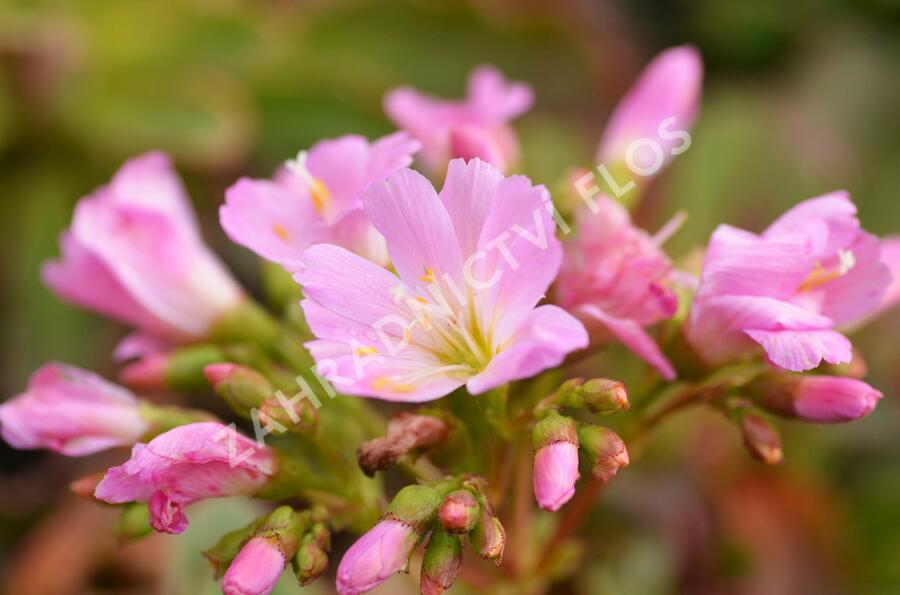 Levisie 'Pastel Mix' - Lewisia x cotyledon 'Pastel Mix'