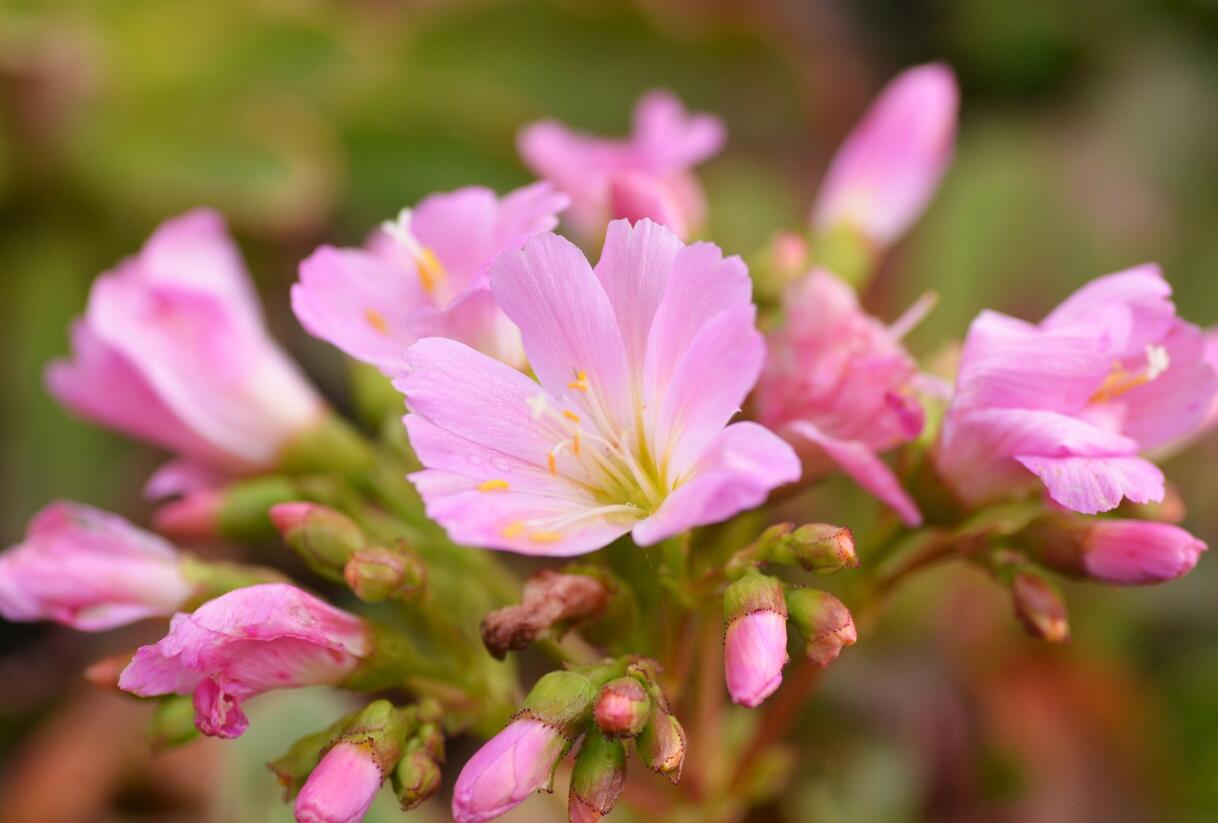 Levisie 'Pastel Mix' - Lewisia x cotyledon 'Pastel Mix'