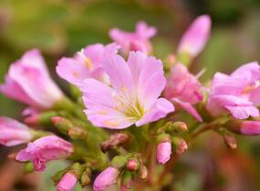 Levisie 'Pastel Mix' - Lewisia x cotyledon 'Pastel Mix'