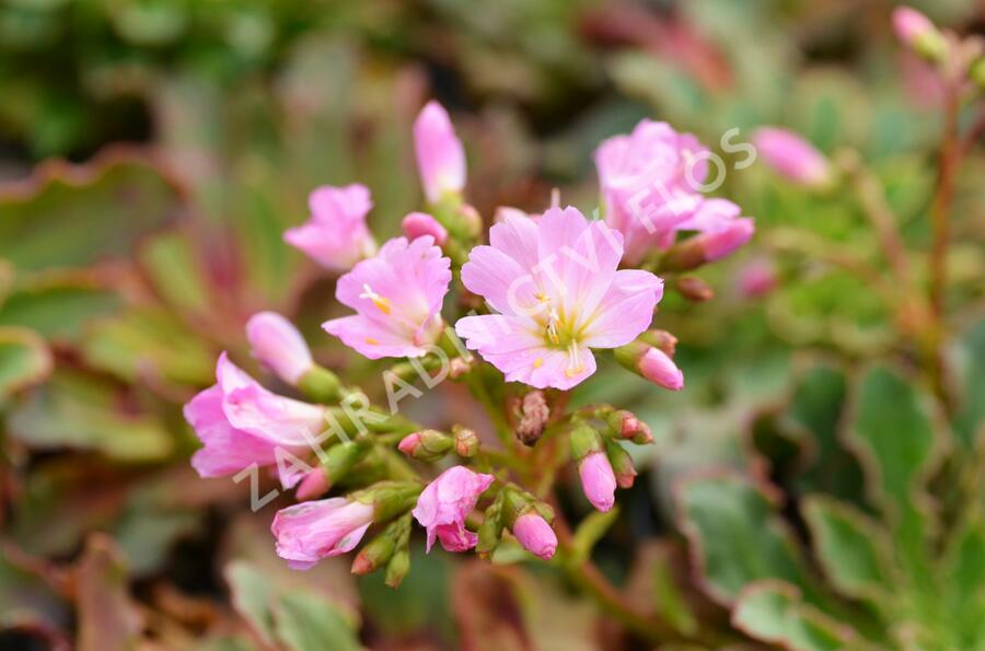 Levisie 'Pastel Mix' - Lewisia x cotyledon 'Pastel Mix'