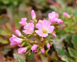 Levisie 'Pastel Mix'