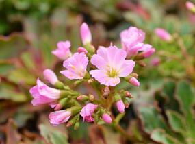 Levisie 'Pastel Mix' - Lewisia x cotyledon 'Pastel Mix'