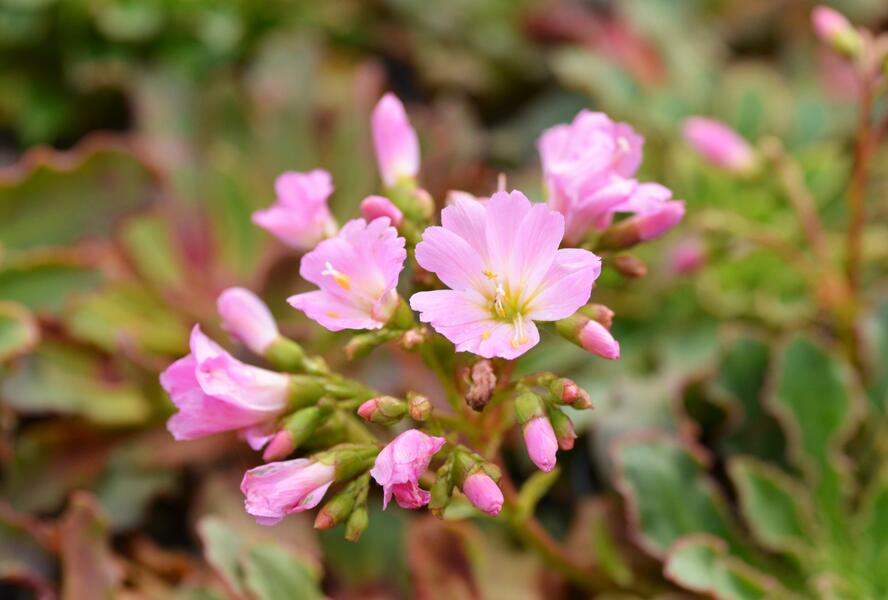 Levisie 'Pastel Mix' - Lewisia x cotyledon 'Pastel Mix'