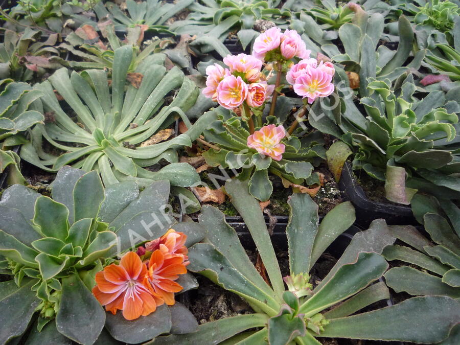 Levisie 'Regenbogen' - Lewisia x cotyledon 'Regenbogen'