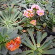 Levisie 'Regenbogen' - Lewisia x cotyledon 'Regenbogen'