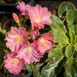 Levisie 'Regenbogen' - Lewisia x cotyledon 'Regenbogen'