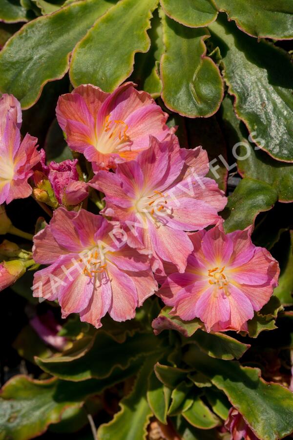 Levisie 'Regenbogen' - Lewisia x cotyledon 'Regenbogen'