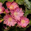 Levisie 'Regenbogen' - Lewisia x cotyledon 'Regenbogen'