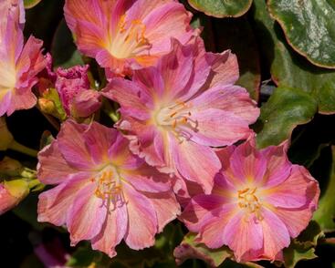 Levisie 'Regenbogen'