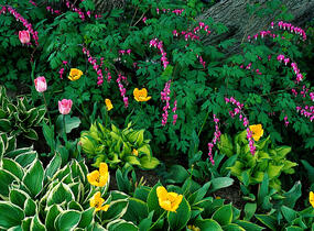 Srdcovka nádherná - Dicentra spectabilis