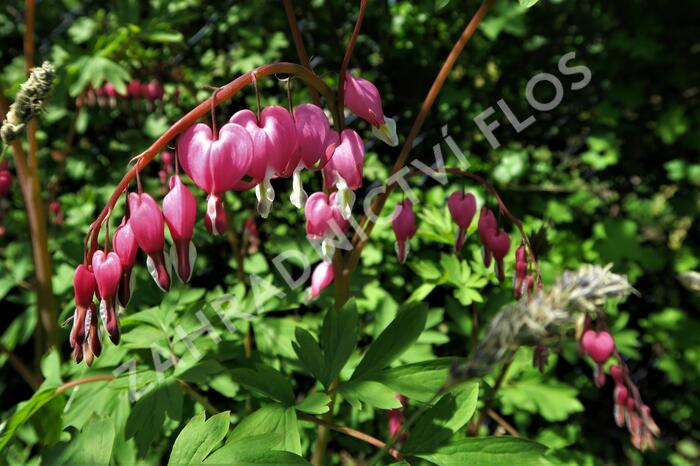 Srdcovka nádherná - Dicentra spectabilis