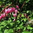 Srdcovka nádherná - Dicentra spectabilis