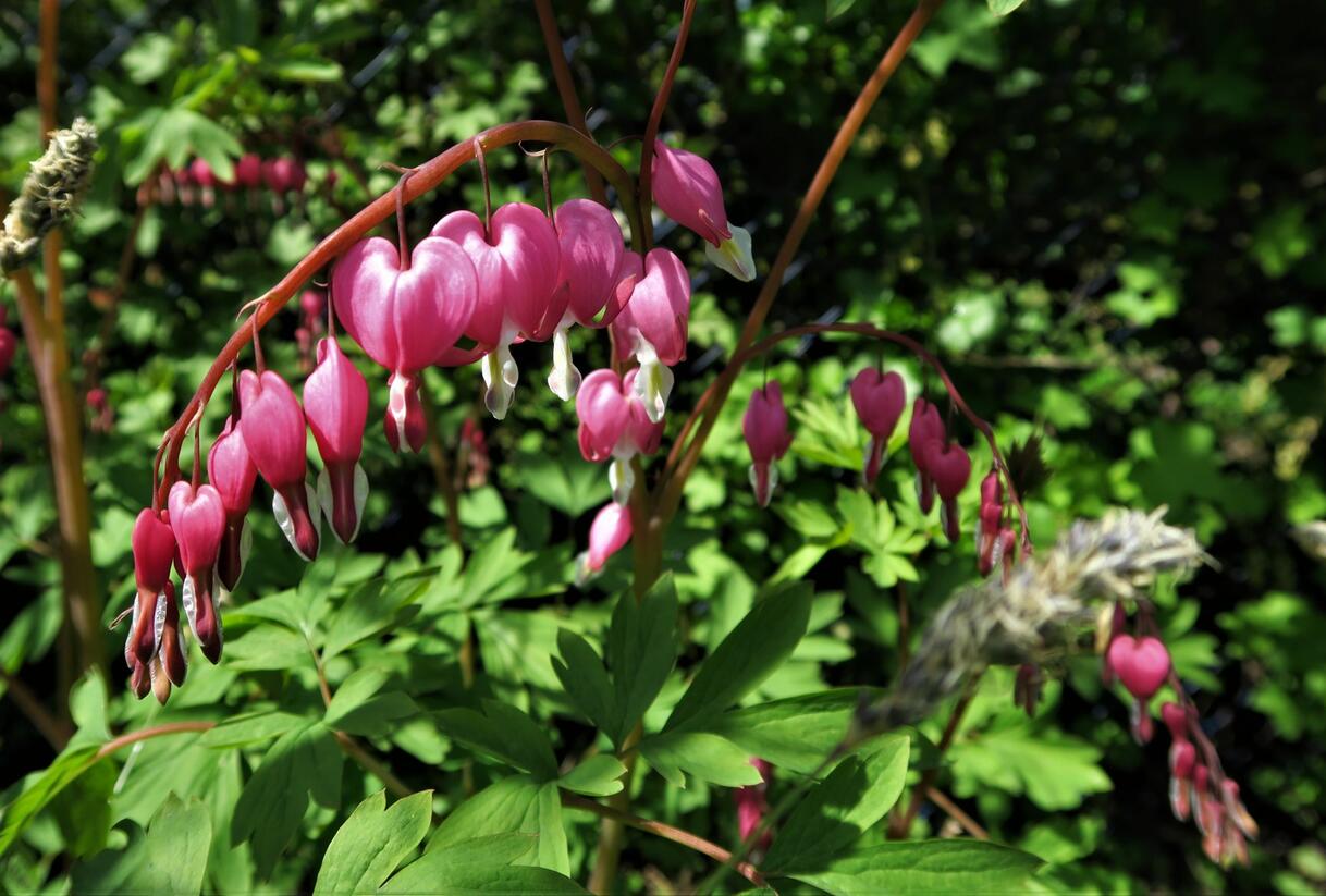 Srdcovka nádherná - Dicentra spectabilis