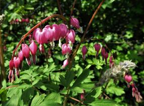 Srdcovka nádherná - Dicentra spectabilis