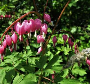 Srdcovka nádherná - Dicentra spectabilis