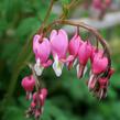 Srdcovka nádherná - Dicentra spectabilis