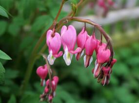 Srdcovka nádherná - Dicentra spectabilis