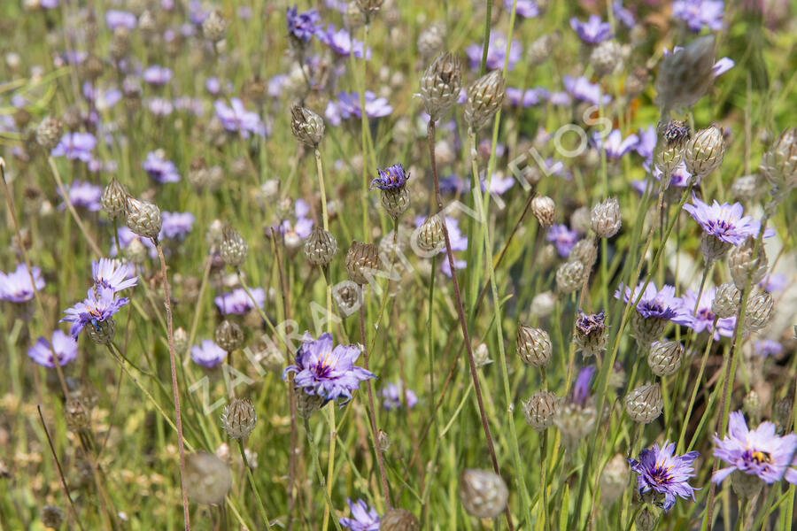 Poblekla modrá - Catananche caerulea