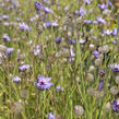 Poblekla modrá - Catananche caerulea