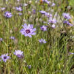 Poblekla modrá - Catananche caerulea