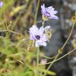 Poblekla modrá - Catananche caerulea