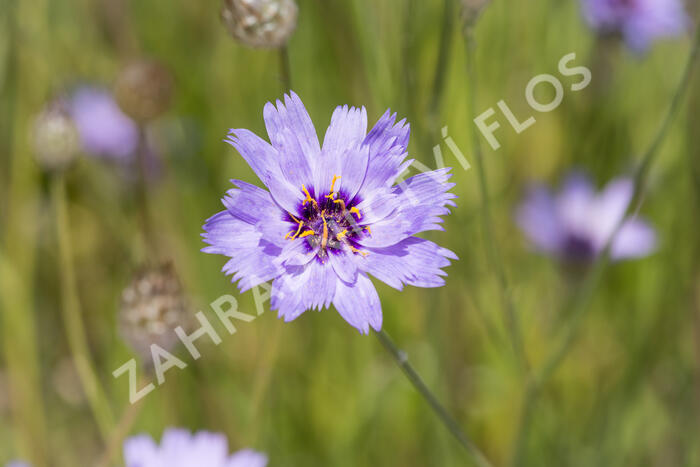 Poblekla modrá - Catananche caerulea