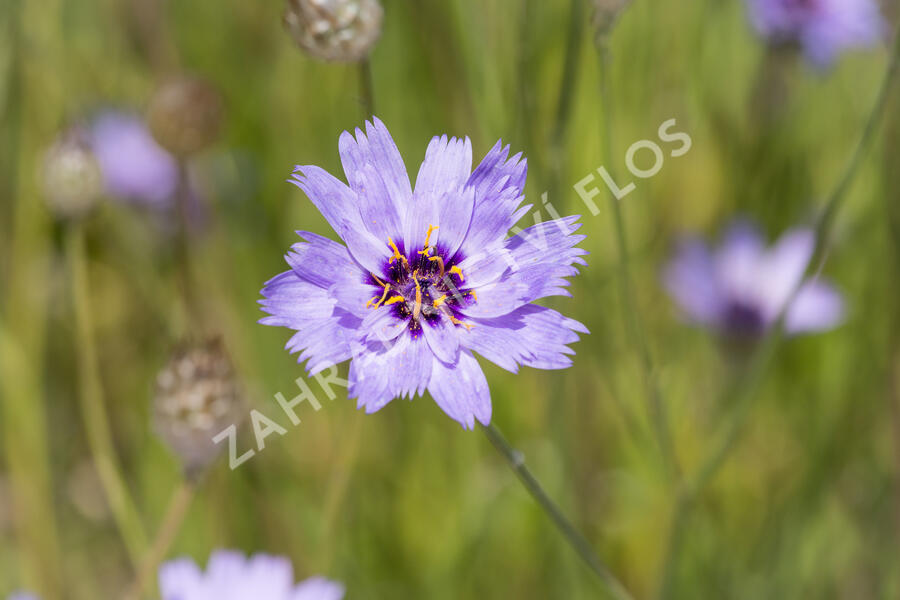 Poblekla modrá - Catananche caerulea