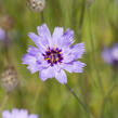 Poblekla modrá - Catananche caerulea