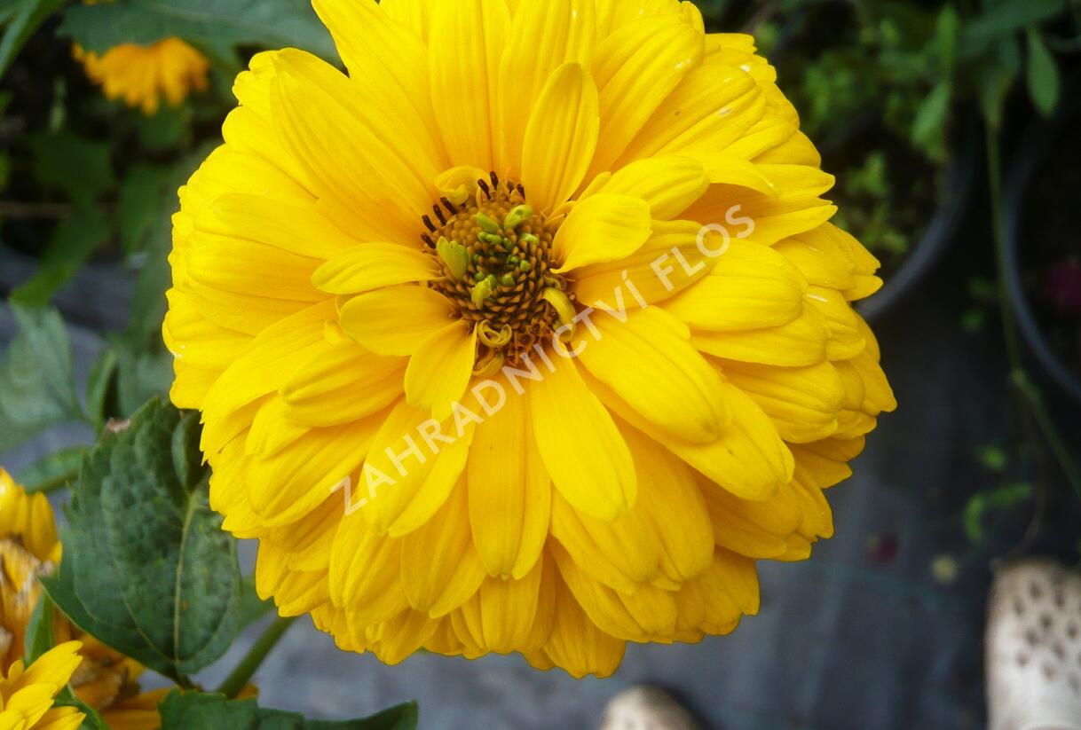 Janeba drsná 'Goldgrünhertz' - Heliopsis helianthoides 'Goldgrünhertz'