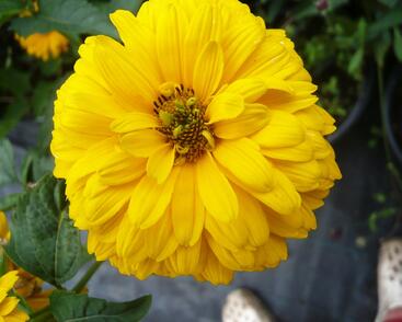 Janeba drsná 'Goldgrünhertz'