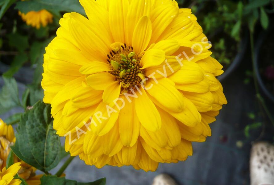 Janeba drsná 'Goldgrünhertz' - Heliopsis helianthoides 'Goldgrünhertz'