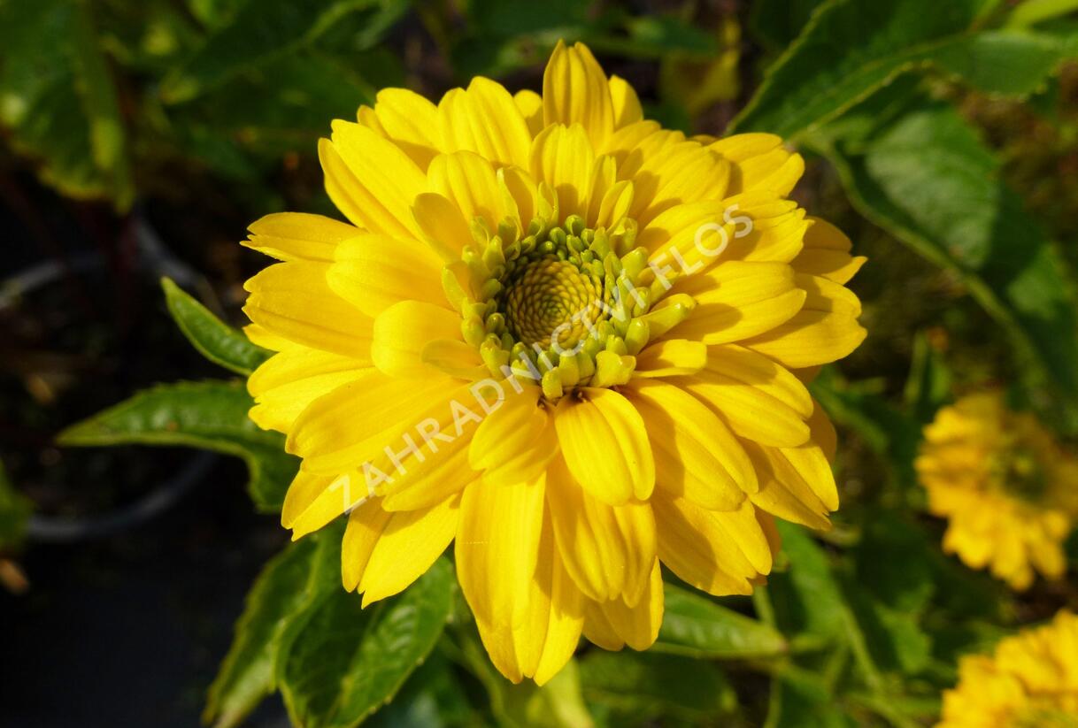 Janeba drsná 'Goldgrünhertz' - Heliopsis helianthoides 'Goldgrünhertz'