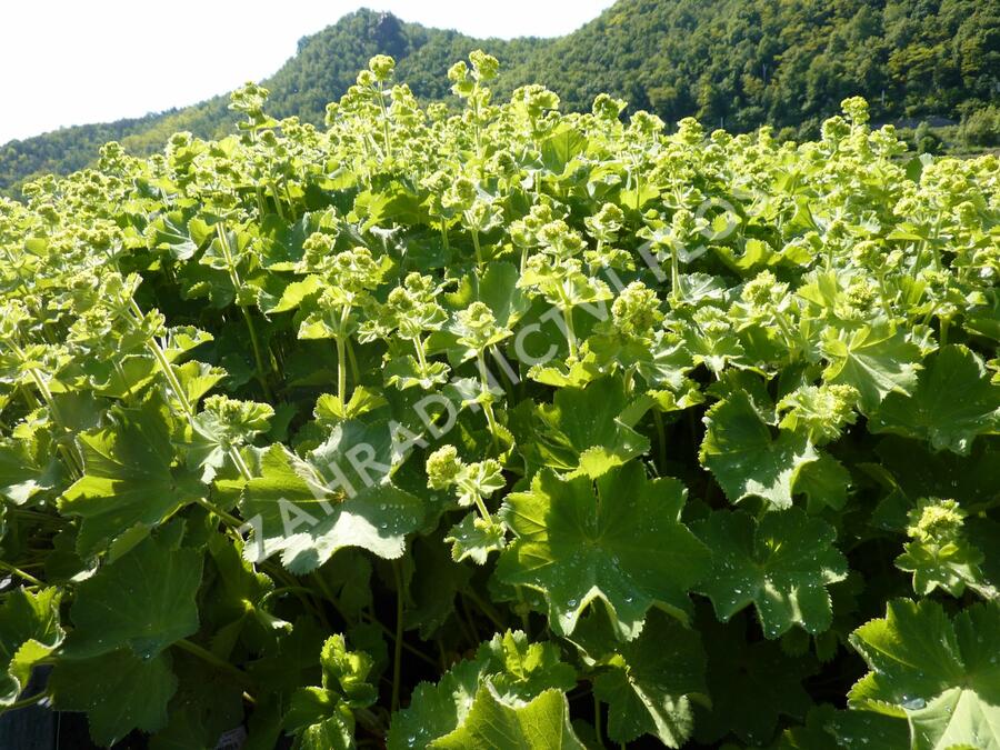 Kontryhel měkký 'Auslese' - Alchemilla mollis 'Auslese'