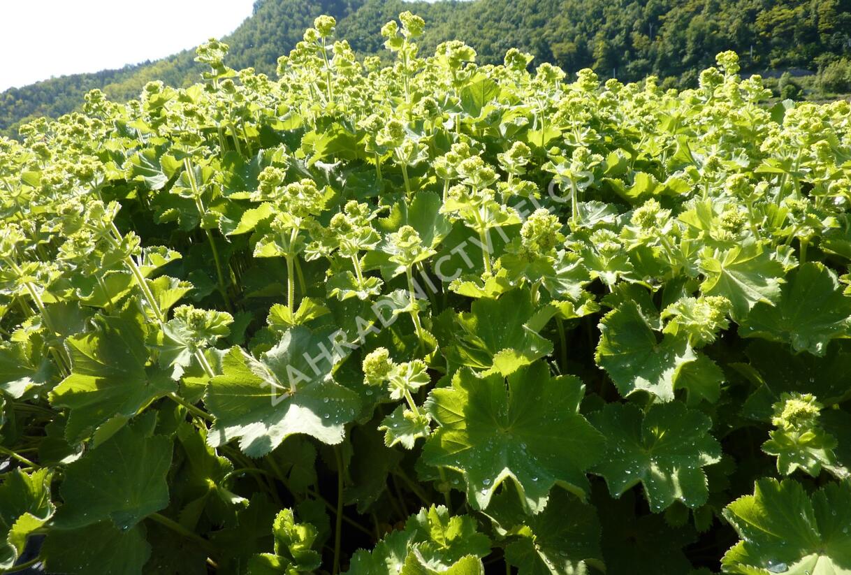 Kontryhel měkký 'Auslese' - Alchemilla mollis 'Auslese'