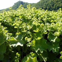 Kontryhel měkký 'Auslese' - Alchemilla mollis 'Auslese'