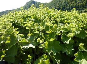 Kontryhel měkký 'Auslese' - Alchemilla mollis 'Auslese'