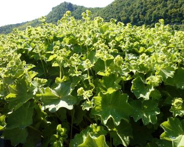 Kontryhel měkký 'Auslese'